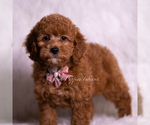 Small #3 Goldendoodle (Miniature)