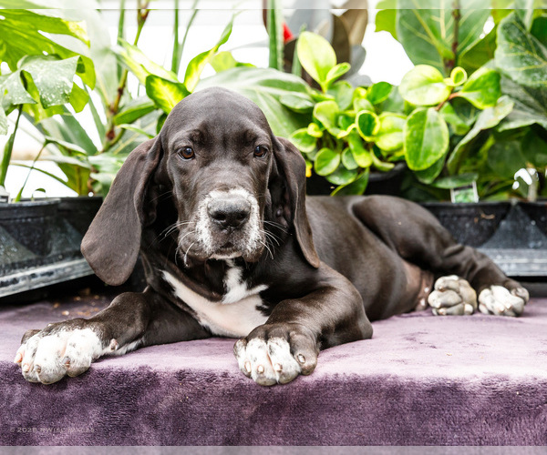 Medium Photo #107 Great Dane Puppy For Sale in WAKARUSA, IN, USA