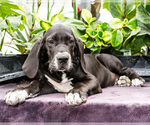 Small #5 Great Dane