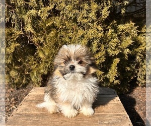 Shiranian Puppy for sale in MIDDLEBURY, IN, USA