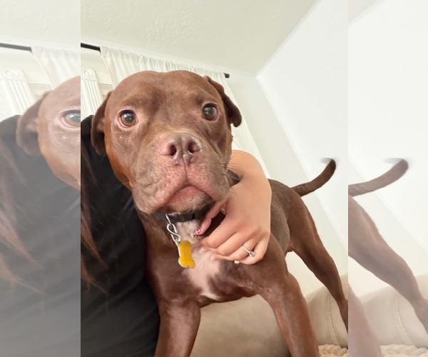 Medium Photo #5 American Pit Bull Terrier-Unknown Mix Puppy For Sale in Sandy, UT, USA