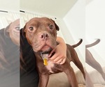 Small #4 American Pit Bull Terrier Mix