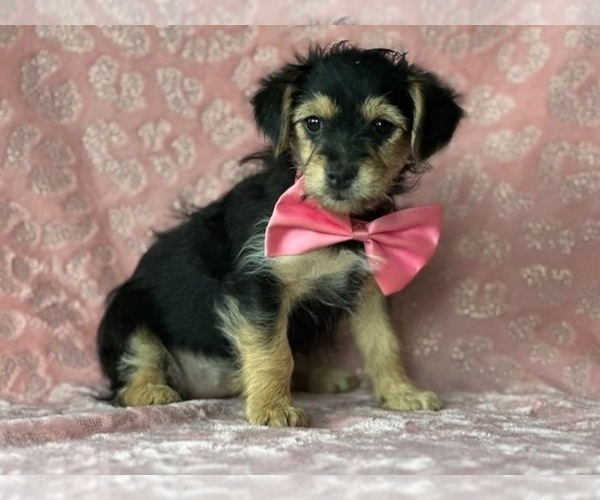 Medium Photo #4 Yorkshire Terrier Puppy For Sale in LANCASTER, PA, USA