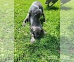 Small Photo #7 Weimaraner Puppy For Sale in GREENWICH, OH, USA
