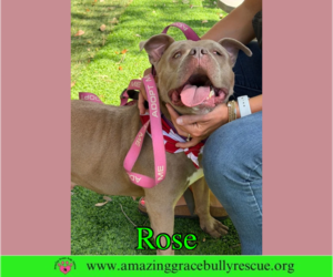Rose - Female American Pit Bull Terrier-Unknown Mix Dog for Adoption - Photo #5