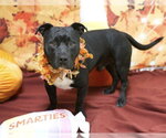 SCAMP - Male Mutt Dog for Adoption - Small photo