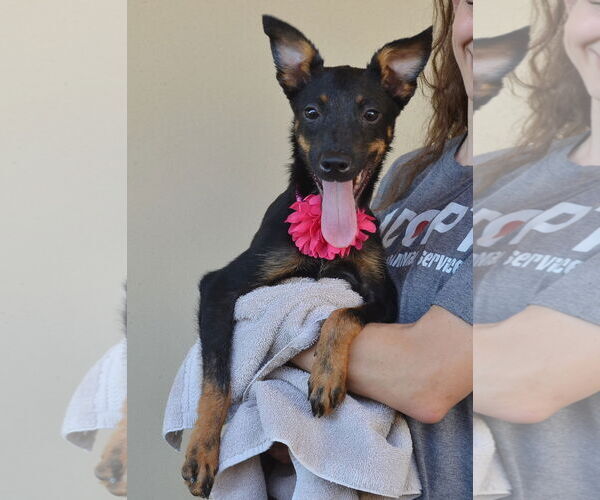 Medium Photo #3 Mutt Puppy For Sale in McKinney, TX, USA