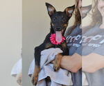 Small #2 Mutt