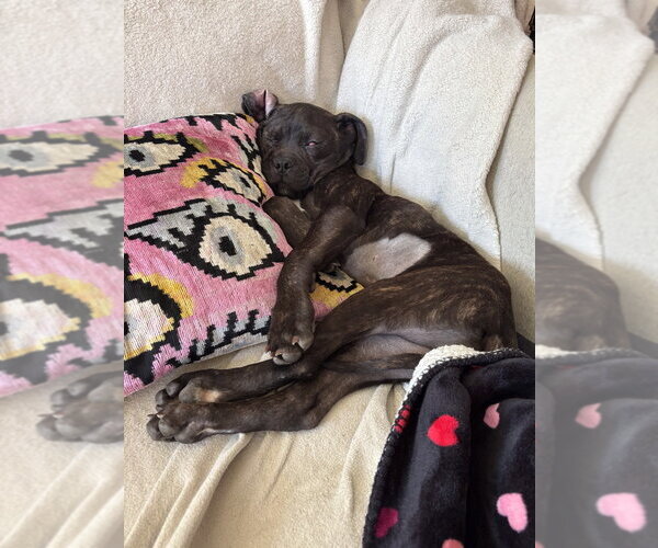 Medium Photo #3 Mutt Puppy For Sale in Marina Del Rey, CA, USA