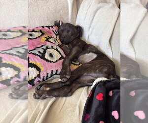 Valentina - Female Mutt Dog for Adoption - Photo #3