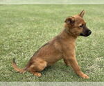 Small #4 Collie Mix