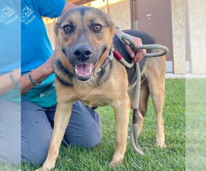 German Shepherd Dog Dogs for adoption in Camarillo, CA, USA