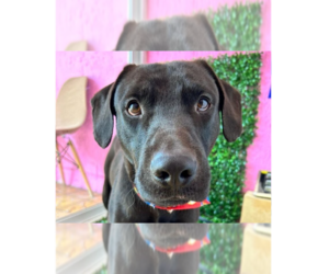 Labrador Retriever Dogs for adoption in Auburn, WA, USA