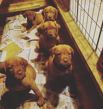 Medium Photo #1 Dogue de Bordeaux Puppy For Sale in PICO RIVERA, CA, USA