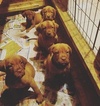 Small Photo #1 Dogue de Bordeaux Puppy For Sale in PICO RIVERA, CA, USA