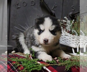 Siberian Husky Puppy for sale in CATAWISSA, PA, USA