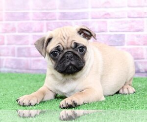 Pug Puppy for sale in BEL AIR, MD, USA