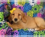 Small Photo #5 Goldendoodle Puppy For Sale in KIRKWOOD, PA, USA