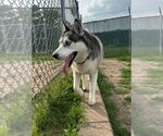 Small #2 Siberian Husky
