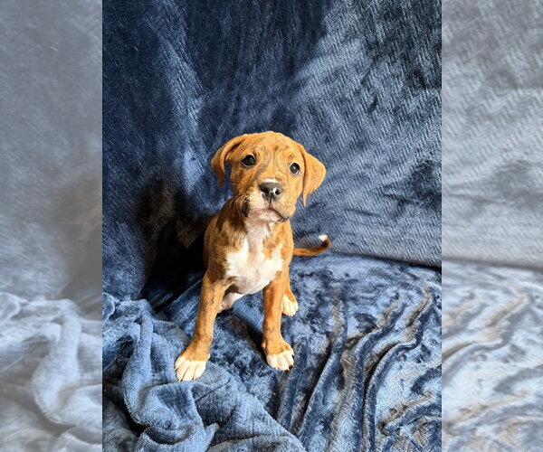 Medium Photo #4 Mutt Puppy For Sale in Candler, NC, USA