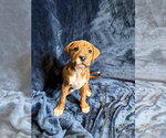 Small #3 Mutt