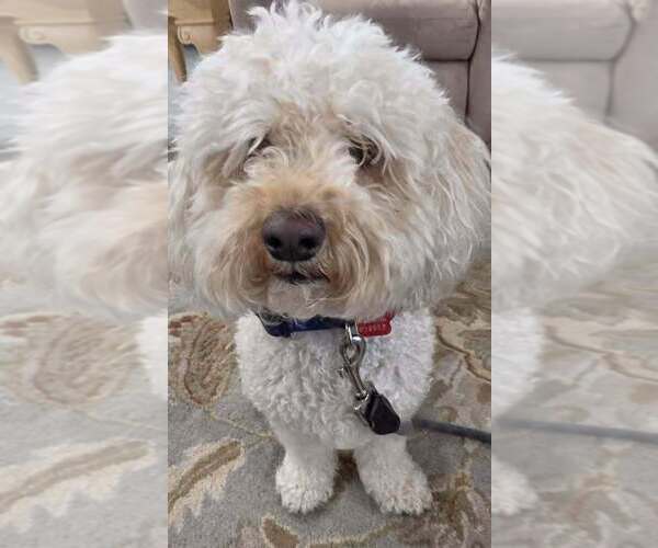 Medium Photo #3 Goldendoodle (Miniature) Puppy For Sale in St. Augustine, FL, USA