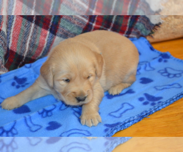 Medium Photo #28 Golden Retriever Puppy For Sale in OWEN, WI, USA