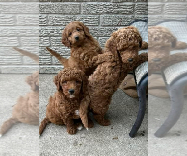 Medium Photo #1 Goldendoodle (Miniature) Puppy For Sale in PLATTE CITY, MO, USA