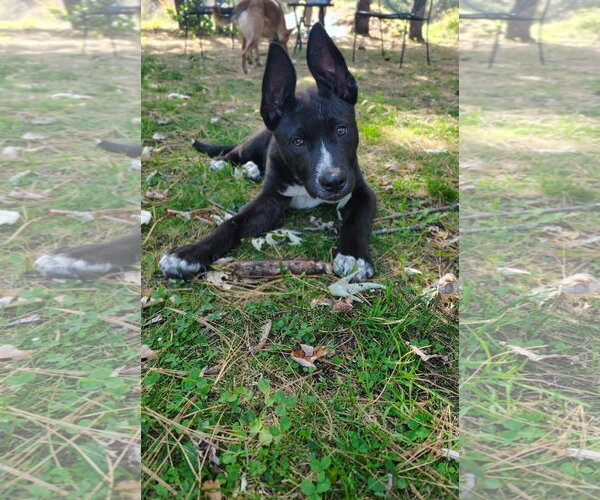 Medium Photo #1 Mutt Puppy For Sale in New London, WI, USA