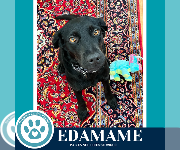 Medium Photo #3 Labrador Retriever-Unknown Mix Puppy For Sale in Kimberton, PA, USA