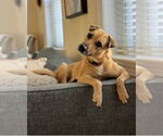 Small Black Mouth Cur Mix