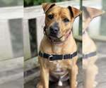 Small #12 Labrador Retriever Mix