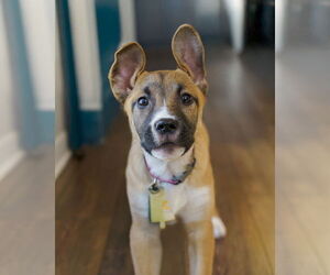 Fumie - Female Shepradors Dog for Adoption - Photo #2