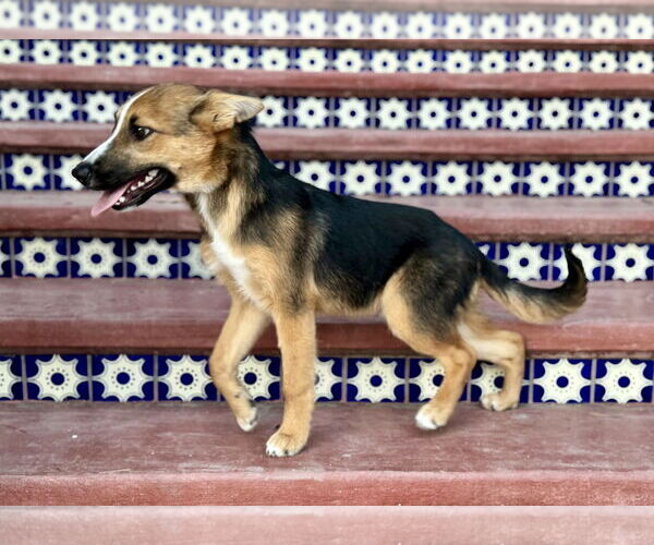 Medium Photo #5 Australian Shepherd-German Shepherd Dog Mix Puppy For Sale in PIPE CREEK, TX, USA