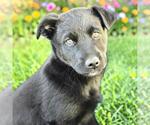 Small Labrador Retriever Mix