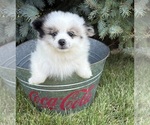 Small #2 Pomeranian