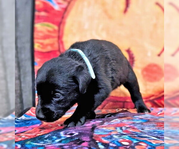 Medium Photo #2 Golden Retriever-Unknown Mix Puppy For Sale in Rutherfordton, NC, USA