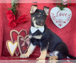 German Shepherd Dog Puppy for sale in LANCASTER, PA, USA