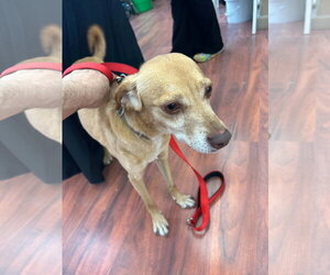 Odie - Male Mutt Dog for Adoption - Photo #2