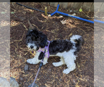 Small Photo #1 Maltipoo Puppy For Sale in VENETA, OR, USA