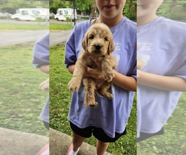 Medium Photo #1 Goldendoodle Puppy For Sale in KNOXVILLE, TN, USA