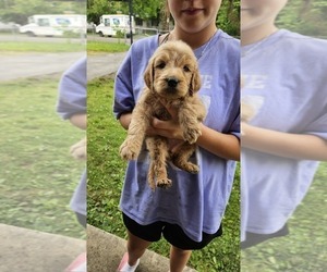 Medium Goldendoodle