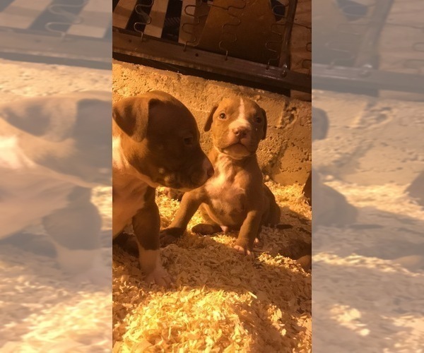 Medium Photo #22 American Bully Puppy For Sale in CO SPGS, CO, USA