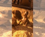 Small Photo #22 American Bully Puppy For Sale in CO SPGS, CO, USA