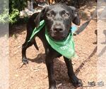 Small #6 Labrador Retriever Mix