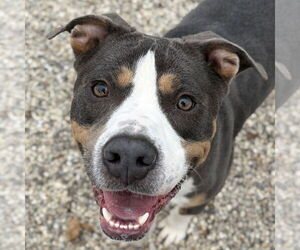 Mutt Dogs for adoption in Jefferson, WI, USA