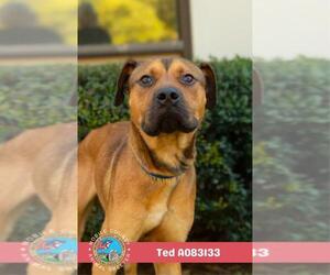 Black Mouth Cur-Unknown Mix Dogs for adoption in Mobile, AL, USA