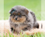 Small Photo #94 Pomeranian Puppy For Sale in WARSAW, IN, USA
