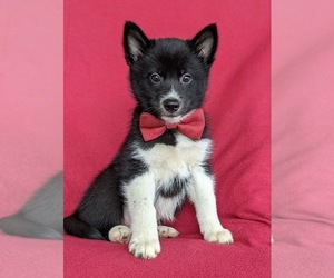 Pomsky Puppy for sale in EPHRATA, PA, USA