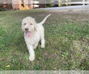 Goldendoodle Puppy for Sale in CANON, Georgia USA